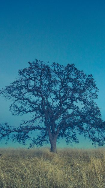 tree, field, sky Wallpaper 640x1136