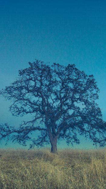 tree, field, sky Wallpaper 1080x1920