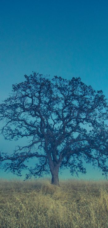 tree, field, sky Wallpaper 720x1520