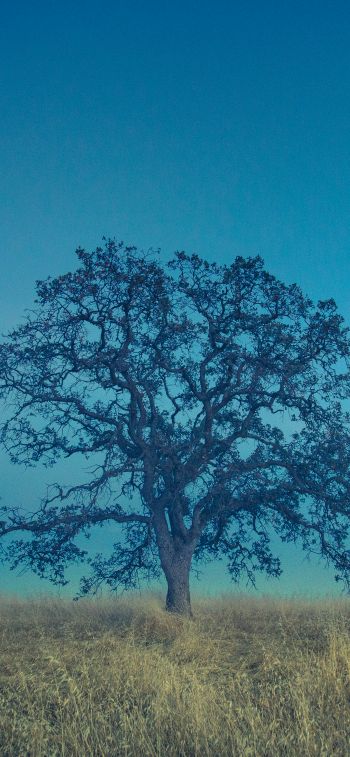 tree, field, sky Wallpaper 828x1792