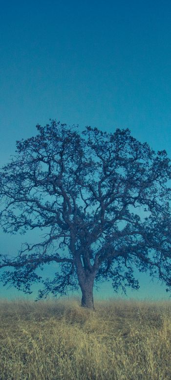 tree, field, sky Wallpaper 1440x3200
