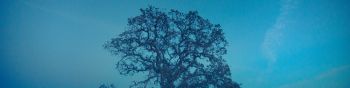 tree, field, sky Wallpaper 1590x400