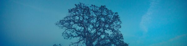tree, field, sky Wallpaper 1590x400