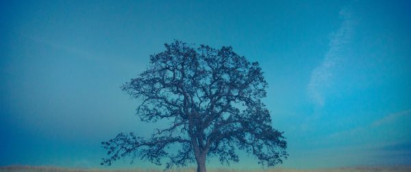 tree, field, sky Wallpaper 3440x1440