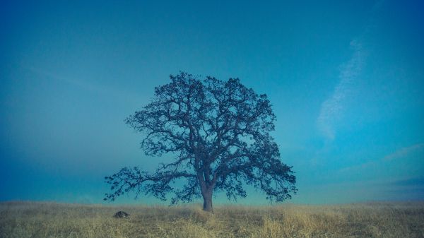 tree, field, sky Wallpaper 1600x900
