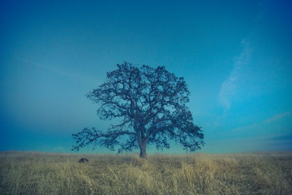 tree, field, sky Wallpaper 5760x3840