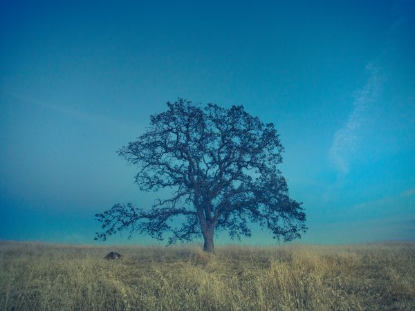 tree, field, sky Wallpaper 1024x768