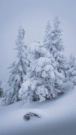 winter, snow, Christmas tree Wallpaper 640x1136