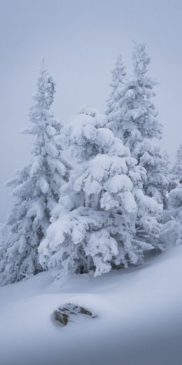 winter, snow, Christmas tree Wallpaper 720x1440