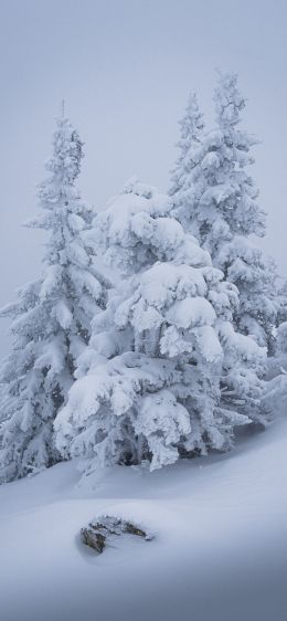 winter, snow, Christmas tree Wallpaper 828x1792