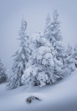 winter, snow, Christmas tree Wallpaper 1640x2360