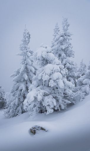 Обои 1200x2000 зима, снег, елка