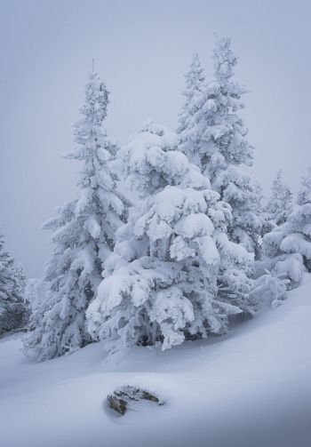winter, snow, Christmas tree Wallpaper 1640x2360