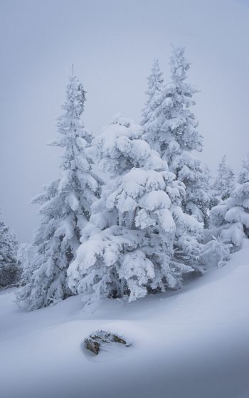 winter, snow, Christmas tree Wallpaper 1752x2800