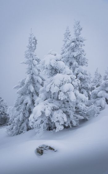 winter, snow, Christmas tree Wallpaper 1600x2560