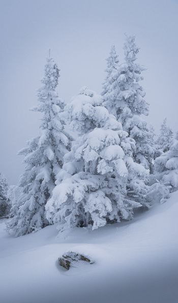 Обои 600x1024 зима, снег, елка