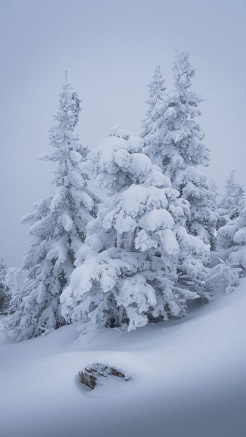 Обои 1440x2560 зима, снег, елка