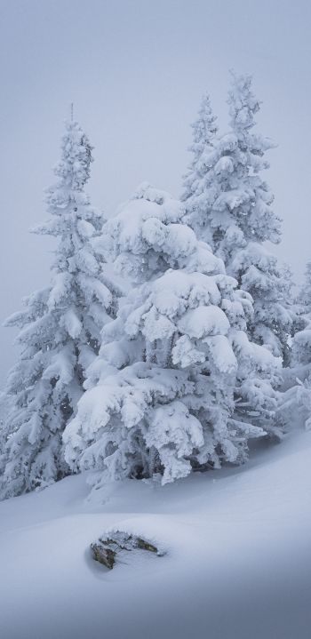 winter, snow, Christmas tree Wallpaper 1080x2220