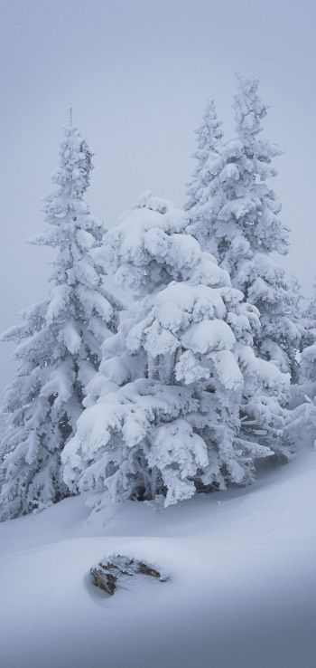 winter, snow, Christmas tree Wallpaper 1440x3040