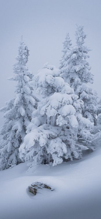 Обои 1080x2340 зима, снег, елка