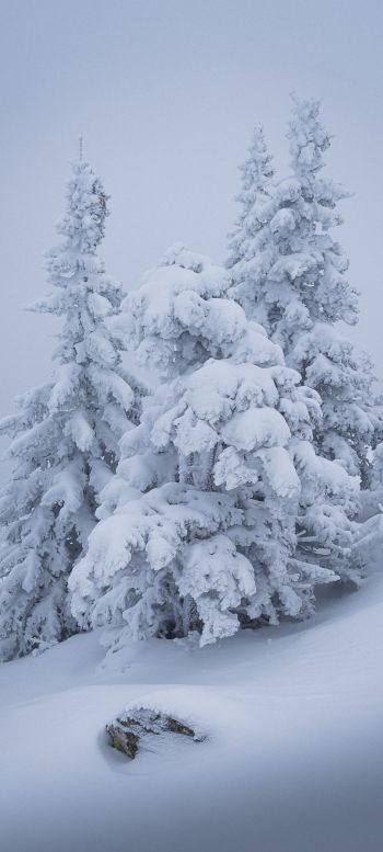 Обои 1440x3200 зима, снег, елка