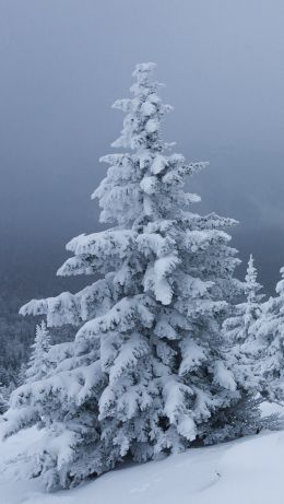 snow, winter, forest Wallpaper 640x1136