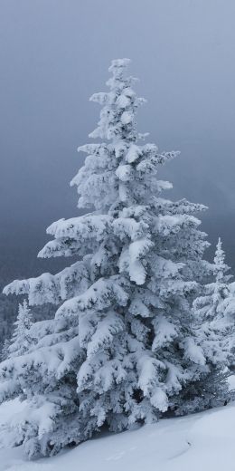 Обои 720x1440 снег, зима, лес