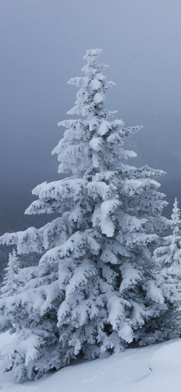Обои 1125x2436 снег, зима, лес