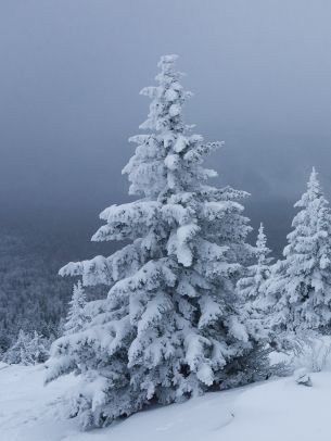 Обои 1668x2224 снег, зима, лес