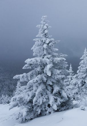 snow, winter, forest Wallpaper 1640x2360