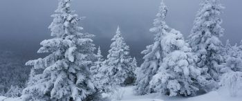 Обои 3440x1440 снег, зима, лес
