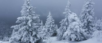 Обои 2560x1080 снег, зима, лес