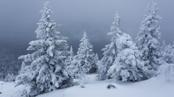 Обои 2048x1152 снег, зима, лес