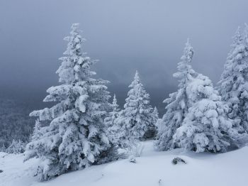Обои 1024x768 снег, зима, лес