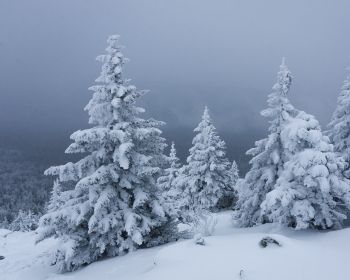 Обои 1280x1024 снег, зима, лес