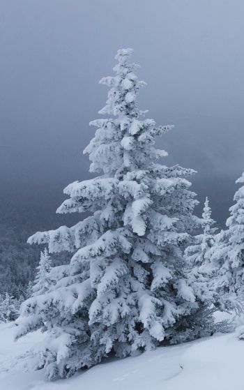 snow, winter, forest Wallpaper 1752x2800