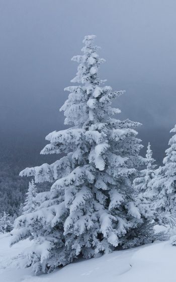 Обои 800x1280 снег, зима, лес