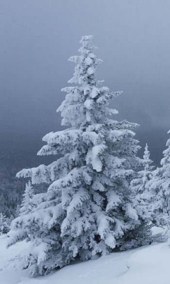 snow, winter, forest Wallpaper 1200x2000