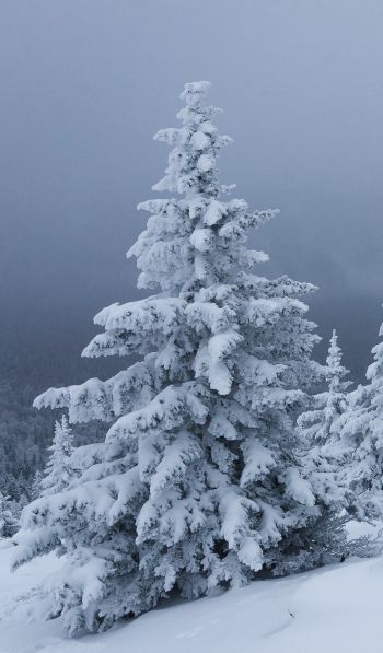 Обои 600x1024 снег, зима, лес