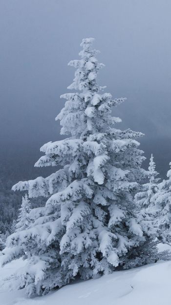 Обои 1440x2560 снег, зима, лес