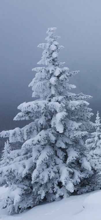 snow, winter, forest Wallpaper 1242x2688