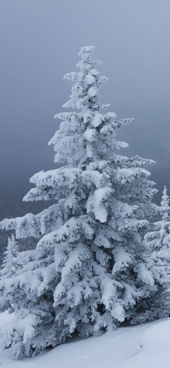 Обои 1080x2340 снег, зима, лес