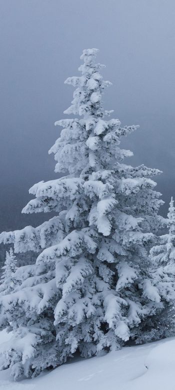 snow, winter, forest Wallpaper 1440x3200