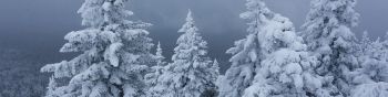 snow, winter, forest Wallpaper 1590x400