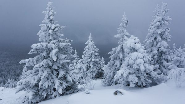 Обои 2560x1440 снег, зима, лес