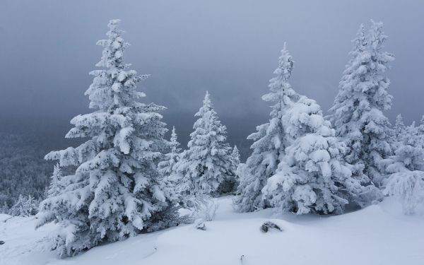 Обои 1920x1200 снег, зима, лес