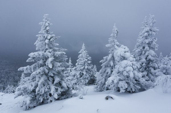 Обои 4914x3255 снег, зима, лес