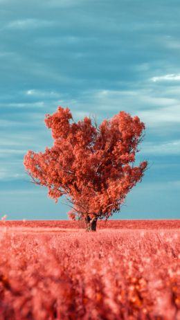 Обои 1080x1920 дерево, пейзаж, красный