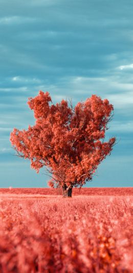 Обои 1080x2220 дерево, пейзаж, красный
