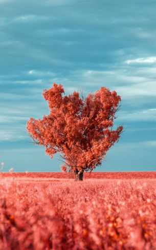 tree, landscape, red Wallpaper 1600x2560